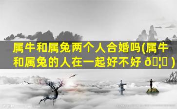 属牛和属兔两个人合婚吗(属牛和属兔的人在一起好不好 🦊 )
